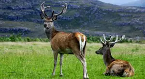 Wildlife