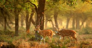 Wildlife Sanctuaries