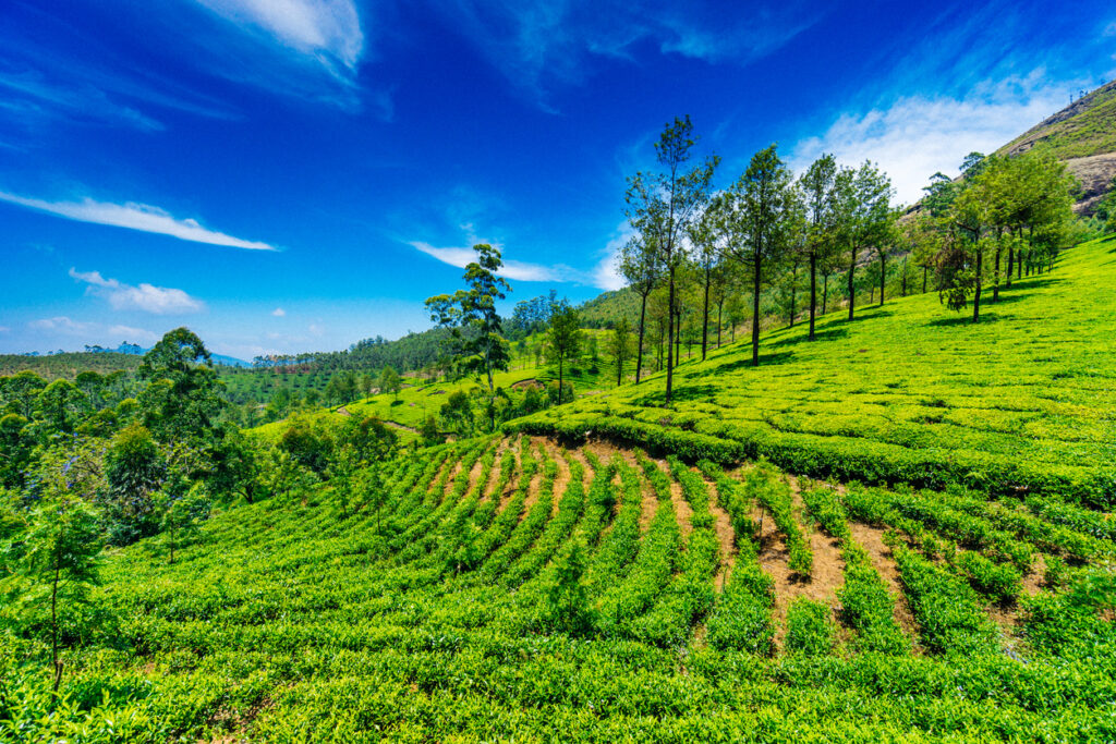 Ooty and Coonoor, Tamil Nadu, south india,