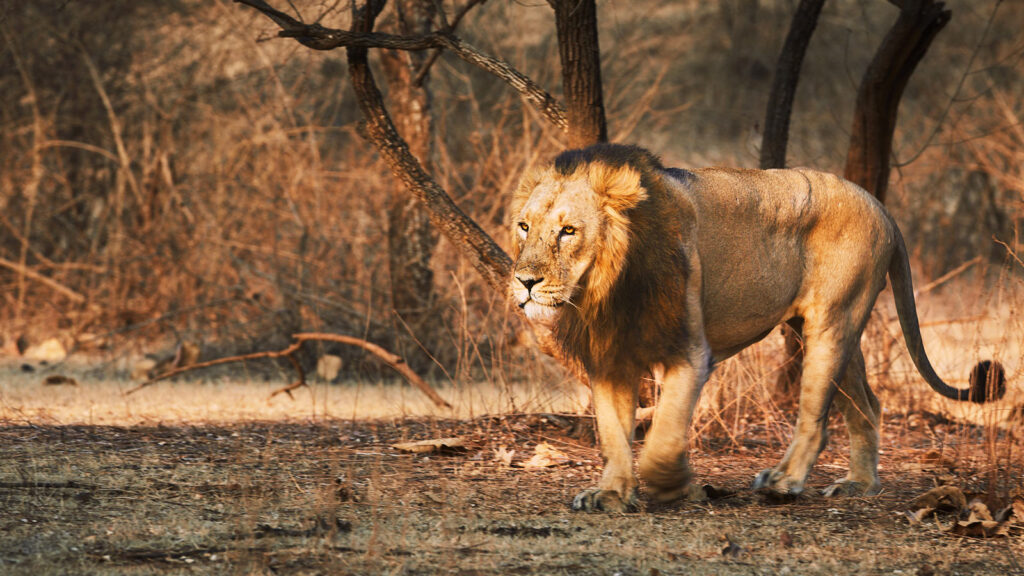 Catch Sight of Asiatic Lions at Gir Forest