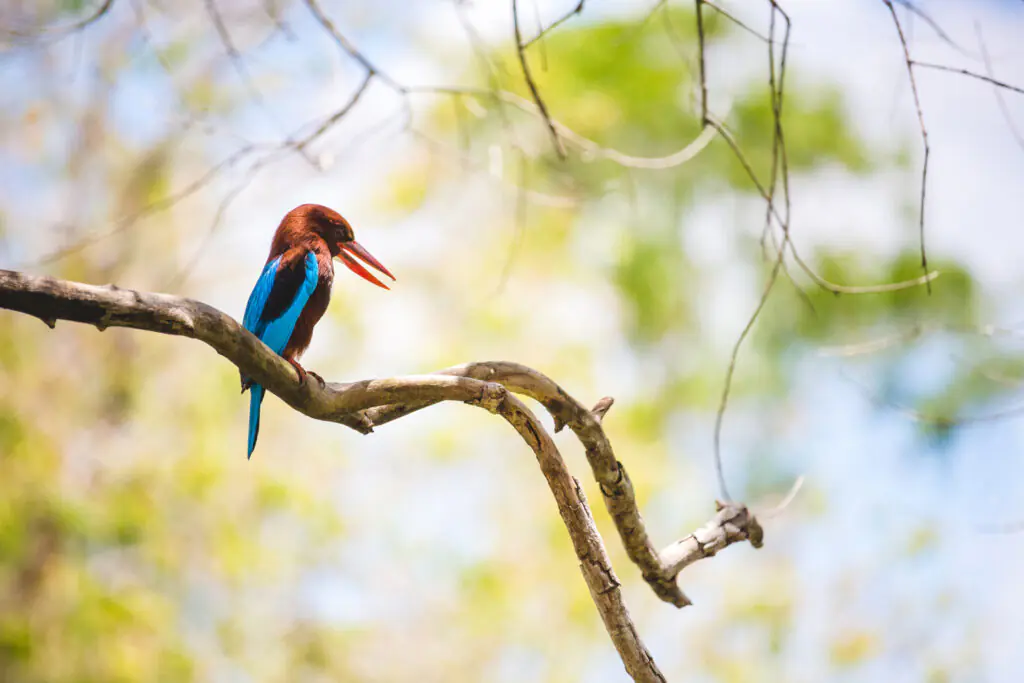 Exotic Wildlife Kerala Tour Package