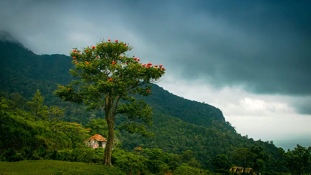 Green Vegetation