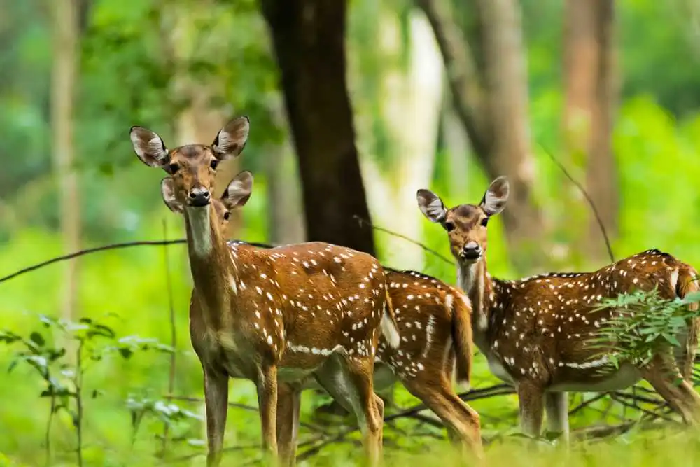 Natural Flora and Fauna