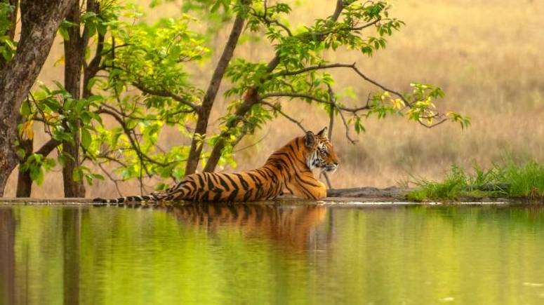 Tiger Reserves in Rajasthan to be closed on Wednesdays from 1st Jul,23