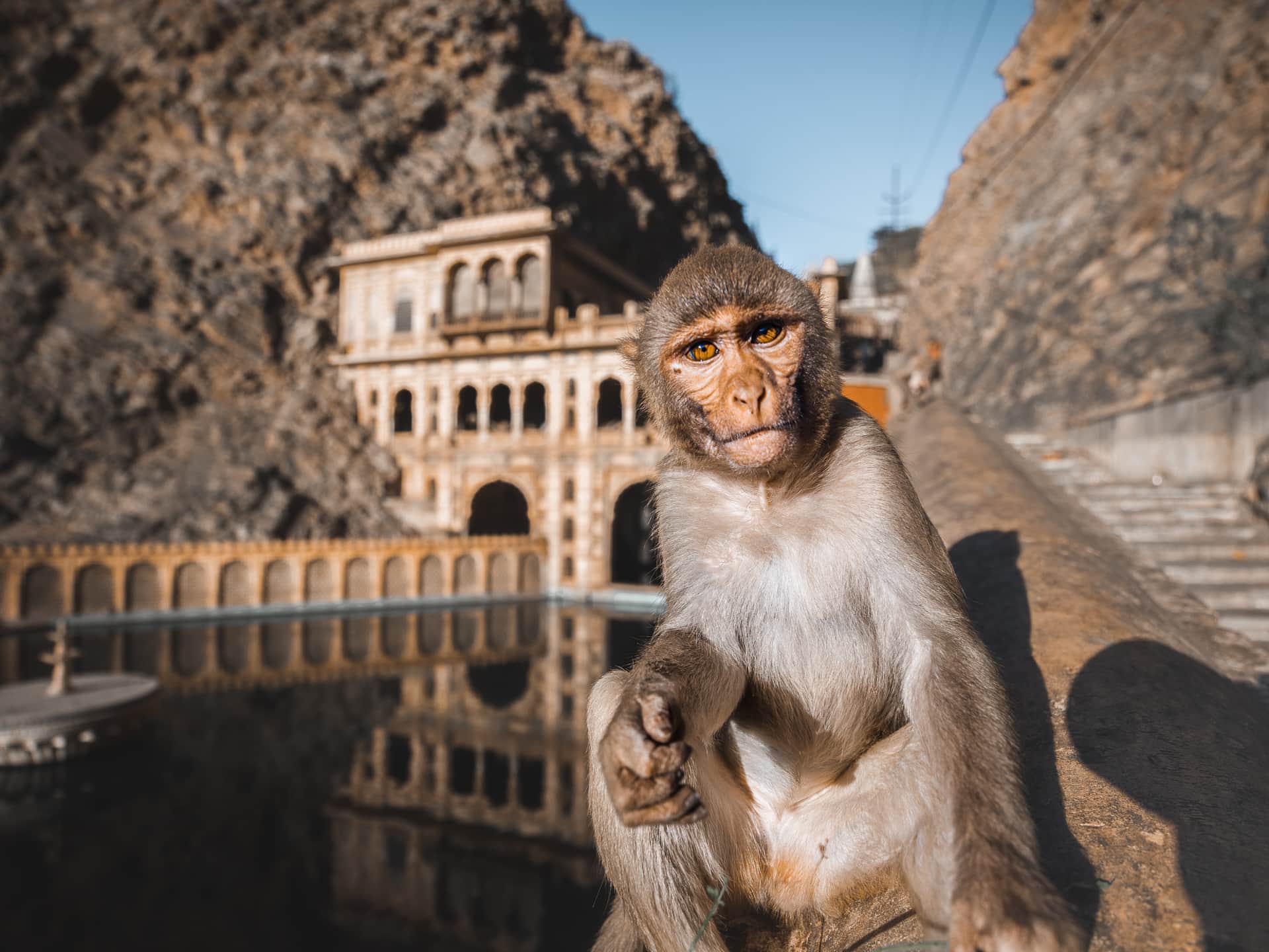 Monkey Temple – Galtaji, Jaipur