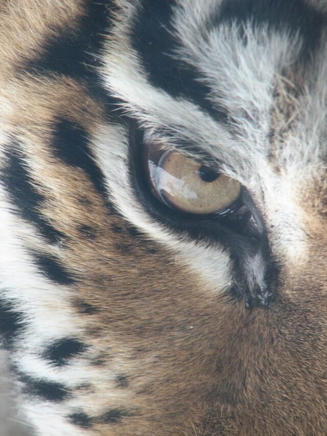 2048px-Amur_Tiger_Panthera_tigris_altaica_Eye_Original_2112px