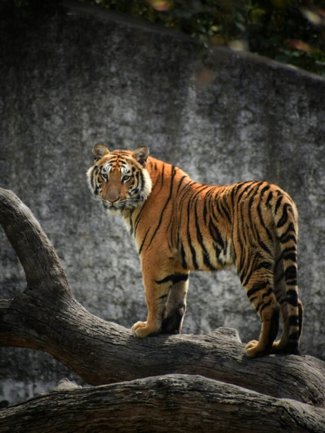 Famous 10 National Parks in India