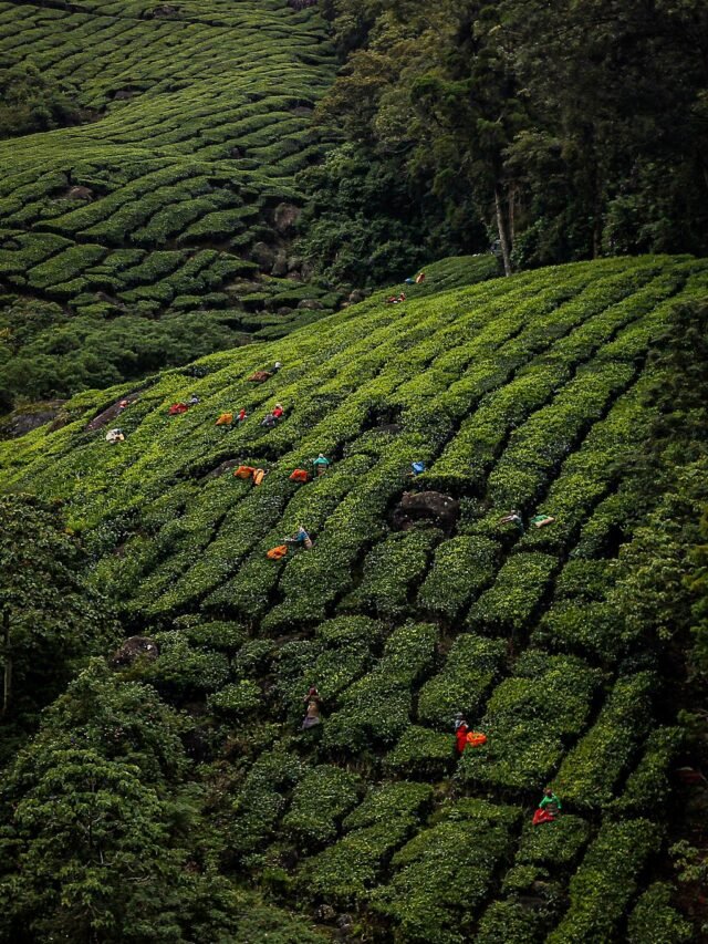 Explore Tea Plantations