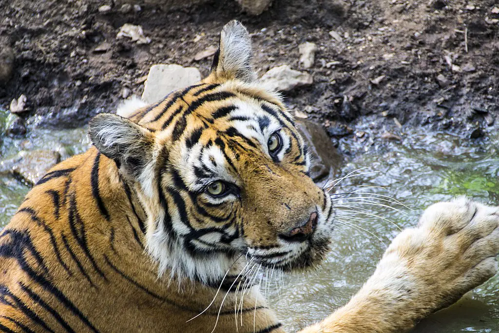 Sujai.rajapaul, CC BY-SA 4.0 httpscreativecommons.orglicensesby-sa4.0, via Wikimedia Commons-Ranthambore National Park Safari