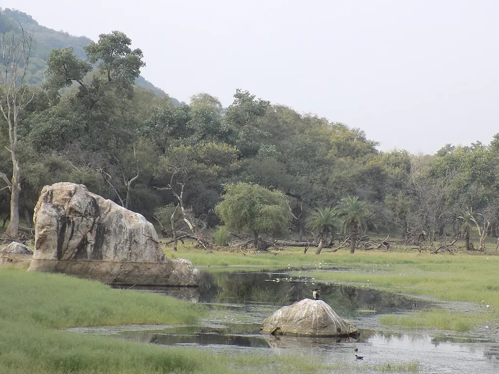 Techmate13, CC BY-SA 4.0 <https://creativecommons.org/licenses/by-sa/4.0>, via Wikimedia Commons-Ranthambore National Park Safari