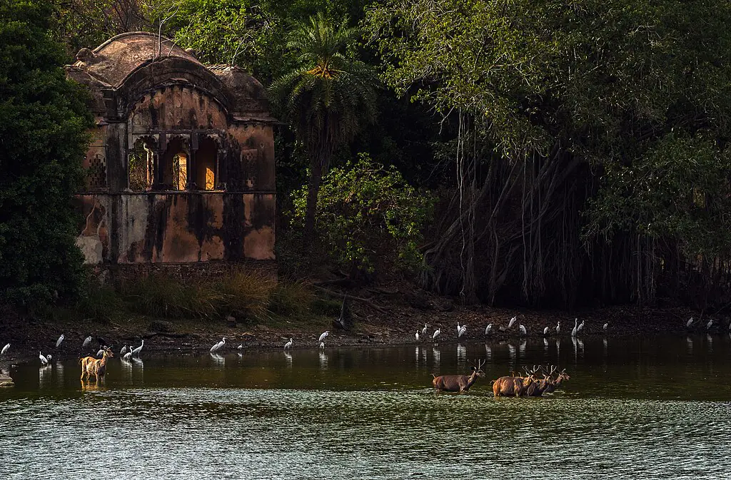 Gowri Subramanya, CC BY-SA 4.0 <https://creativecommons.org/licenses/by-sa/4.0>, via Wikimedia Commons