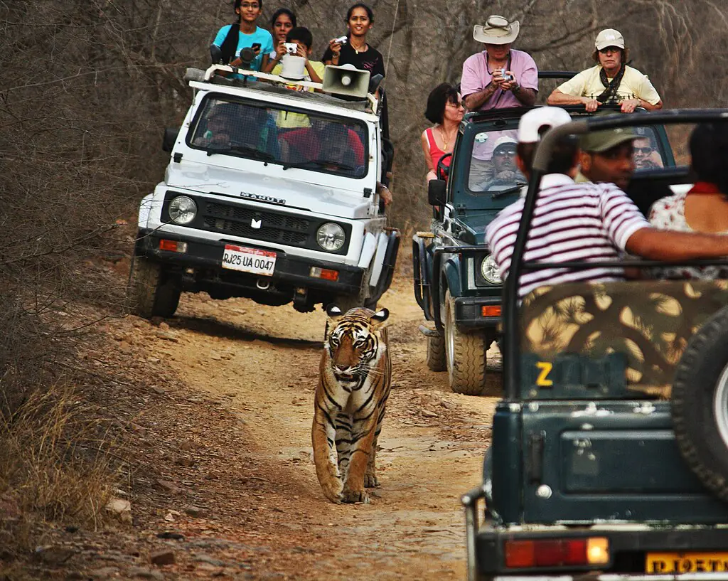 Vanished2009, CC BY-SA 4.0 <https://creativecommons.org/licenses/by-sa/4.0>, via Wikimedia Commons-Ranthambore National Park Safari