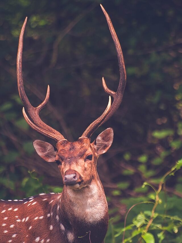 Spotted Deer (Chital)
