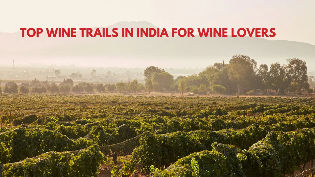 Top Wine Trails in India for Wine Lovers
