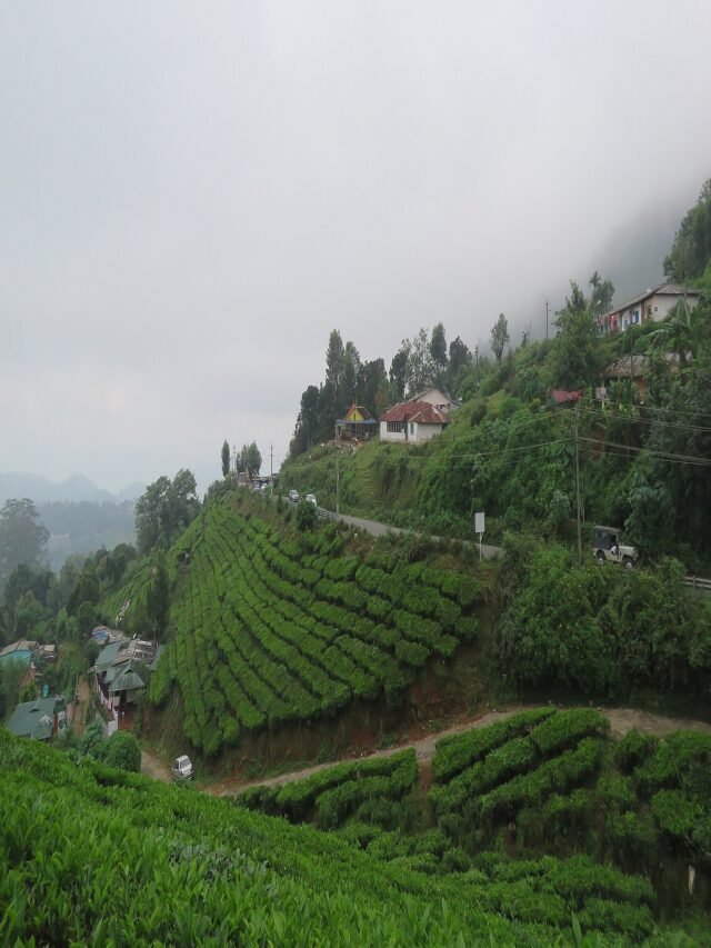 Munnar, Kerala