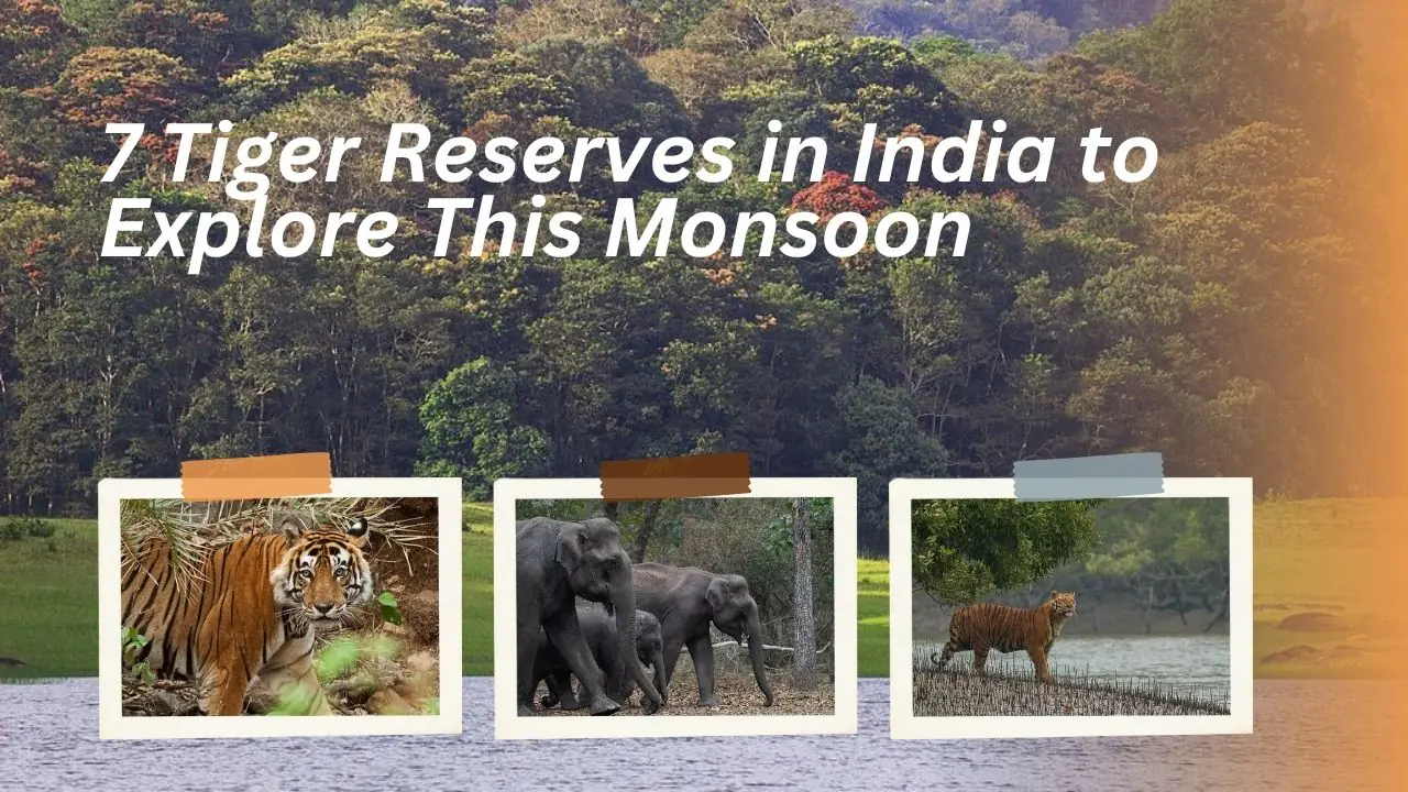 7 Tiger Reserves in India to Explore This Monsoon