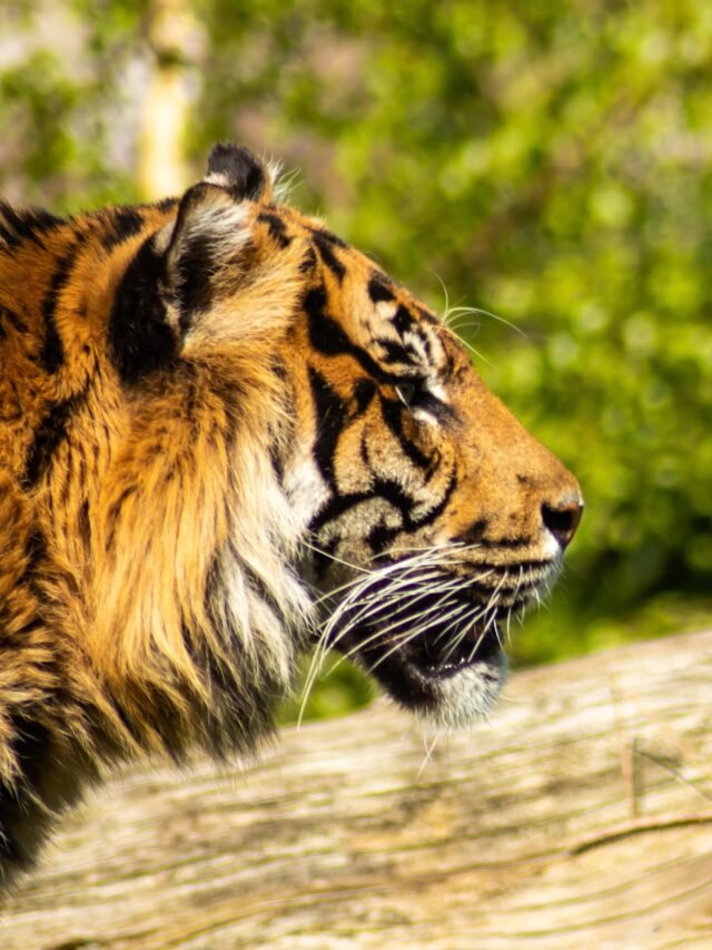 Top Indian Safari Destinations This Monsoon