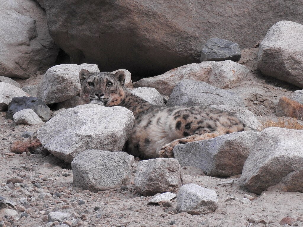 T. R. Shankar Raman, CC BY-SA 4.0 <https://creativecommons.org/licenses/by-sa/4.0>, via Wikimedia Commons