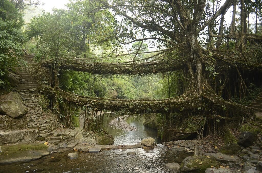 PJeganathan, CC BY-SA 4.0 <https://creativecommons.org/licenses/by-sa/4.0>, via Wikimedia Commons