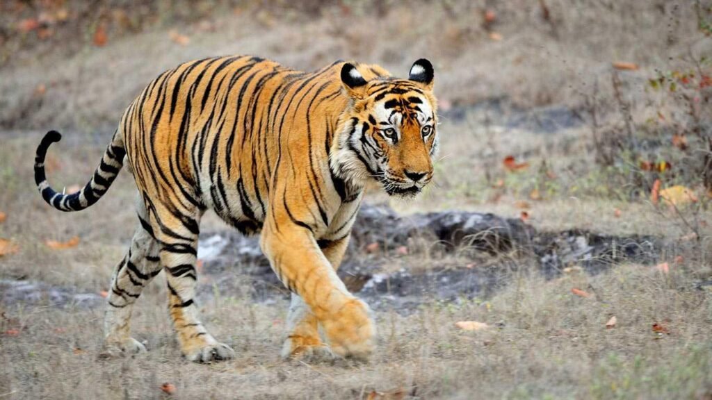 Bardia National Park-Chitwan National Park Travel Guide