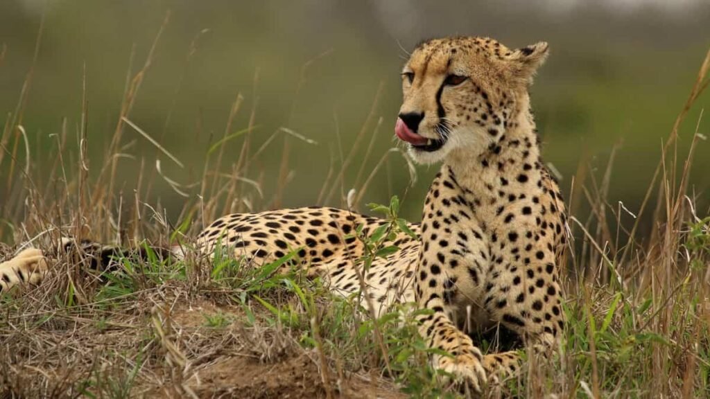 Cheetah at Gandhi Sagar Wildlife Sanctuary