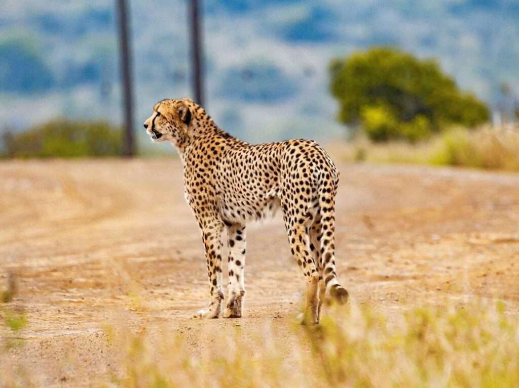 Cheetahs-Kuno National Park travel guide