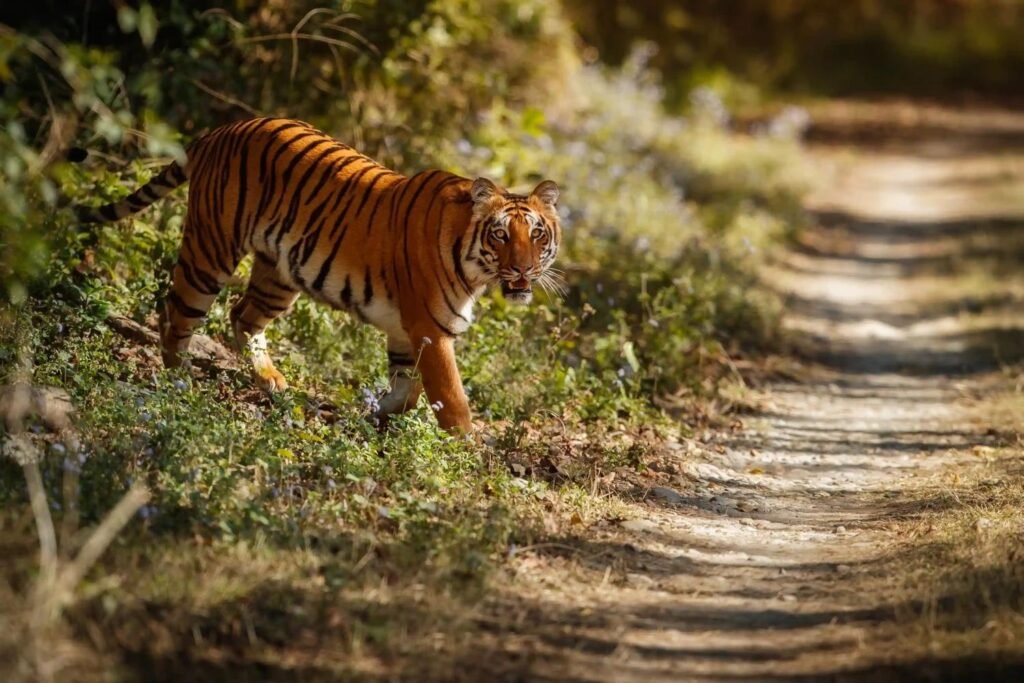 Chitwan National Park