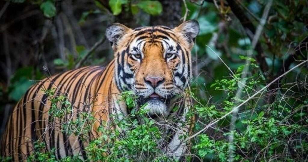 Veerangana Durgavati Tiger Reserve-Kuno National Park travel guide