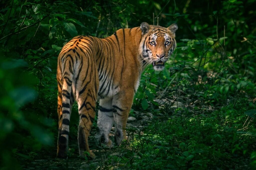 Why Visit Chitwan National Park